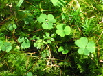 24066 Rain on clovers.jpg